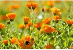 Weleda Baby Calendula Welterustenbad 3 Weleda Baby Calendula Welterustenbad -Winkel voor babyproducten 1200x825 6