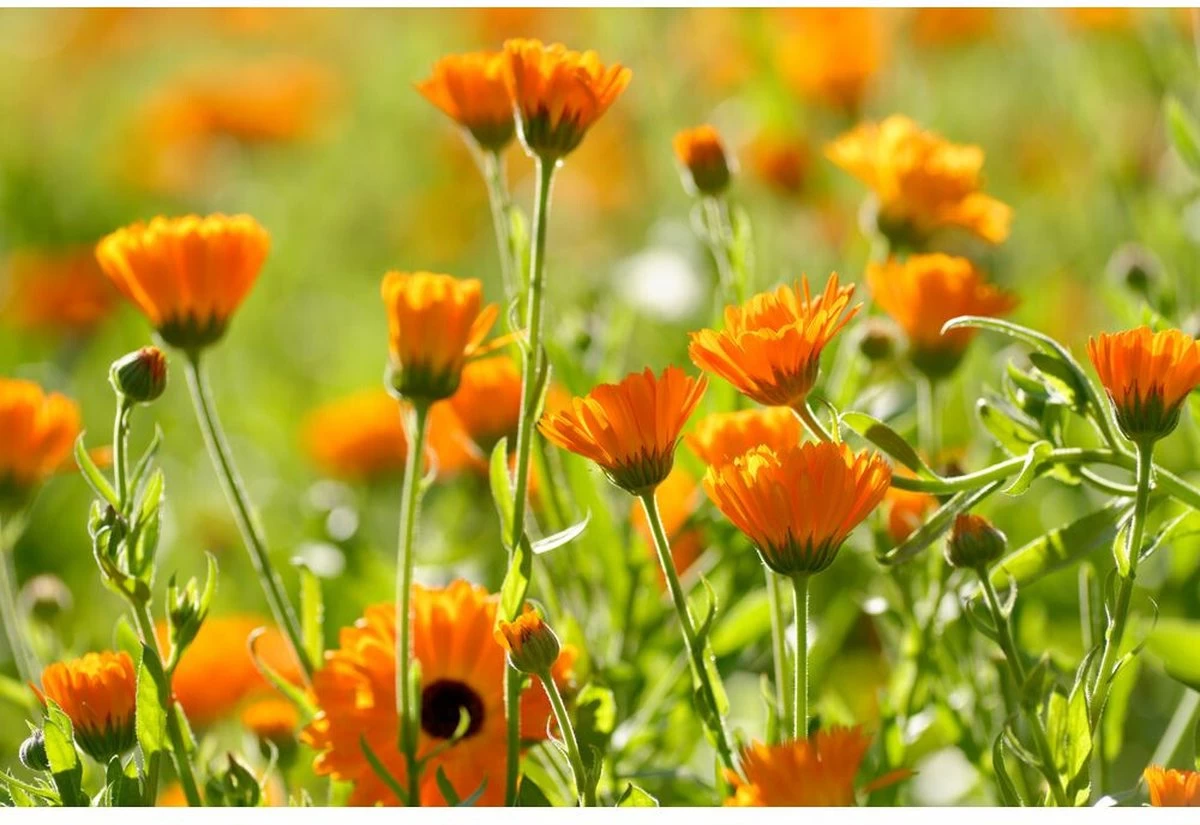 Weleda Baby Calendula Welterustenbad Weleda Baby Calendula Welterustenbad -Winkel voor babyproducten 1200x825 6