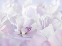 Weleda Baby Sensitive Witte Malva Gezichtscrème 4 Weleda Baby Sensitive Witte Malva Gezichtscrème -Winkel voor babyproducten 1200x900 6