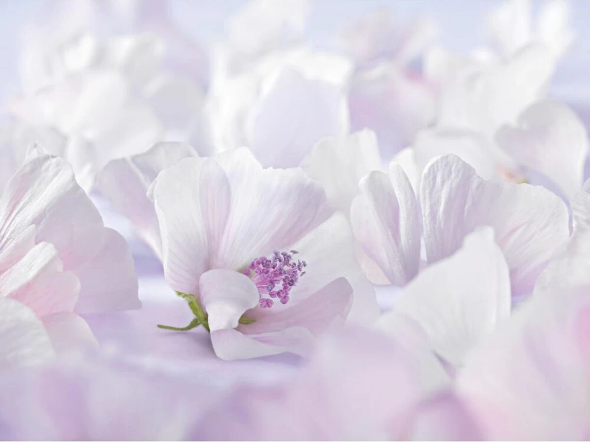 Weleda Baby Sensitive Witte Malva Gezichtscrème Weleda Baby Sensitive Witte Malva Gezichtscrème -Winkel voor babyproducten 1200x900 6